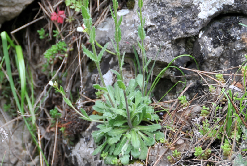 Fiore bianco Ogliastra - Arabis hirsuta